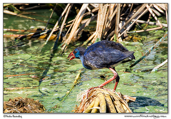 Western Swamphen (Purperkoet) at the Ria Formosa Nature Park, Algarve