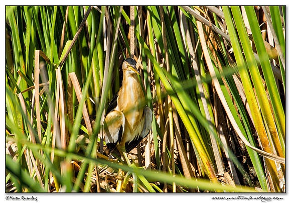 Little Bittern (Woudaap) at the Ria Formosa Nature Park, Algarve