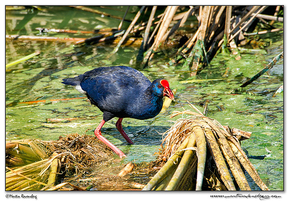 Western Swamphen (Purperkoet) at the Ria Formosa Nature Park, Algarve