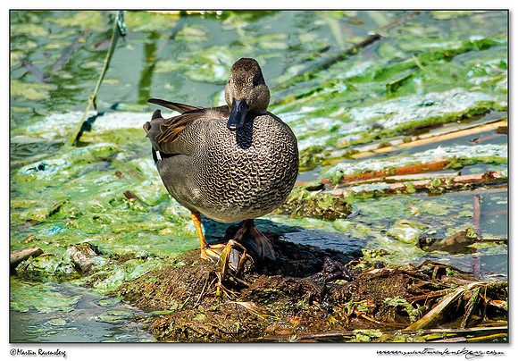 Gadwall (Krakeend) at the Ria Formosa Nature Park, Algarve