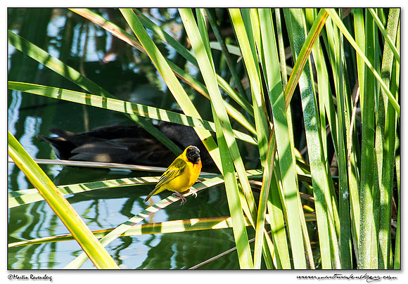 Black-headed Weaver (Zwartkopwever) at the Ria Formosa Nature Park, Algarve