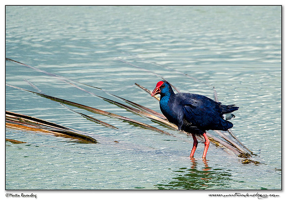Western Swamphen (Purperkoet) at the Ria Formosa Nature Park, Algarve