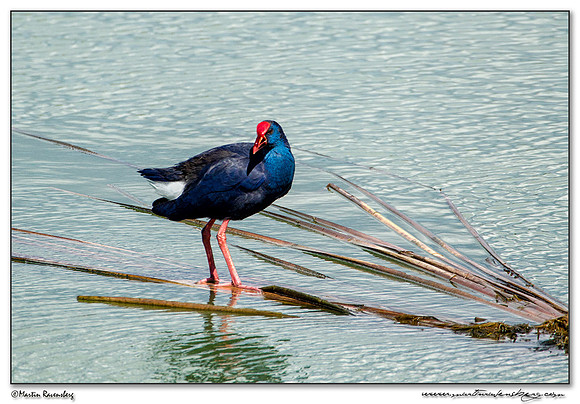 Western Swamphen (Purperkoet) at the Ria Formosa Nature Park, Algarve