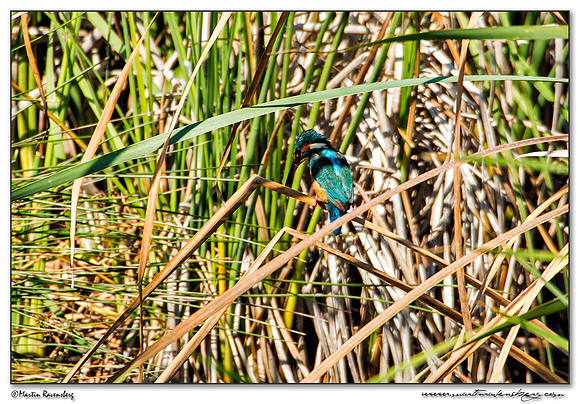 Common Kingfisher (IJsvogel) at the Ria Formosa Nature Park, Algarve