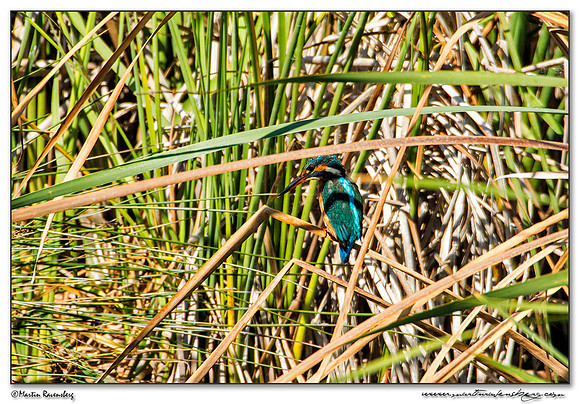 Common Kingfisher (IJsvogel) at the Ria Formosa Nature Park, Algarve