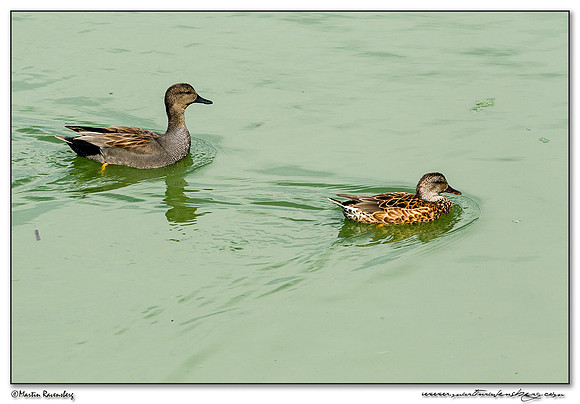 Gadwall (Krakeend) at the Ria Formosa Nature Park, Algarve