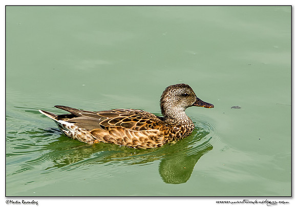Gadwall (Krakeend) at the Ria Formosa Nature Park, Algarve