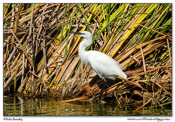 Little Egret (Kleine Zilverreiger) at the Ria Formosa Nature Park, Algarve