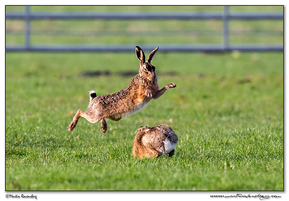 European Hare (Haas) at the National Landscape Arkemheem-Eemland
