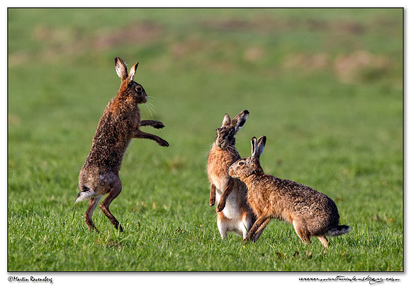 European Hare (Haas) at the National Landscape Arkemheem-Eemland