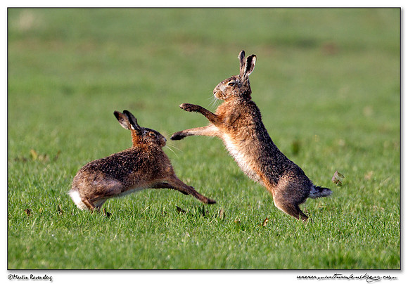 European Hare (Haas) at the National Landscape Arkemheem-Eemland