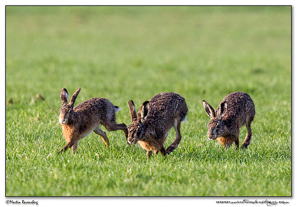 European Hare (Haas) at the National Landscape Arkemheem-Eemland