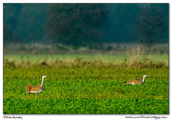 Great Bustard (Grote Trap) near Linum and surrounding areas