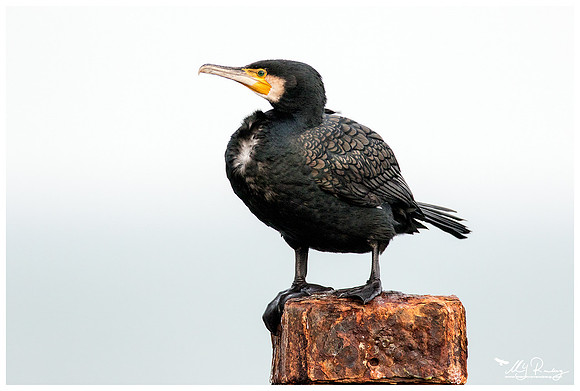 Great Cormorant (Aalscholver) at the seaside on the Brouwensdam