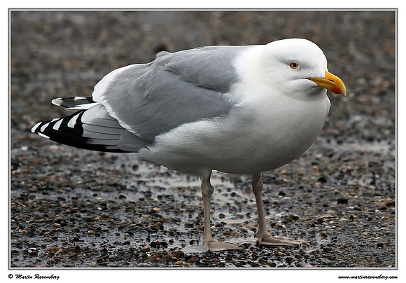 Herring Gull (Zilvermeeuw) at the seaside on the Brouwensdam