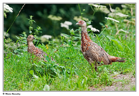 Common Pheasant ♀ (Fazant) at the Starrevaart lake near Stompwijk