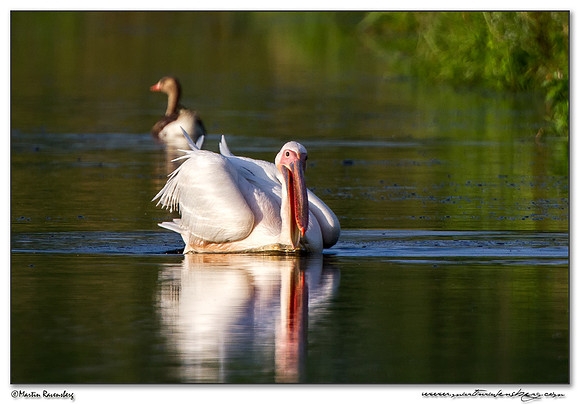 Great White Pelican (Roze Pelikaan) near the Groene Jonker nature area near Noorden