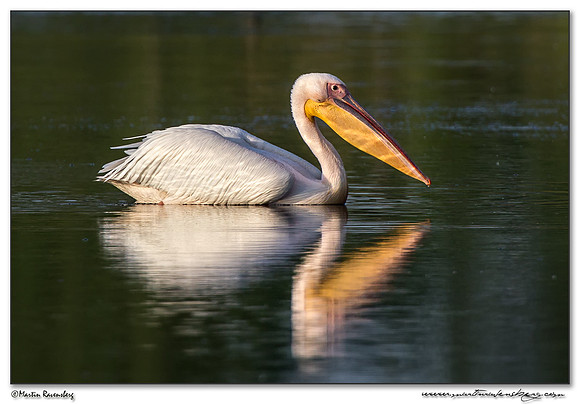 Great White Pelican (Roze Pelikaan) near the Groene Jonker nature area near Noorden