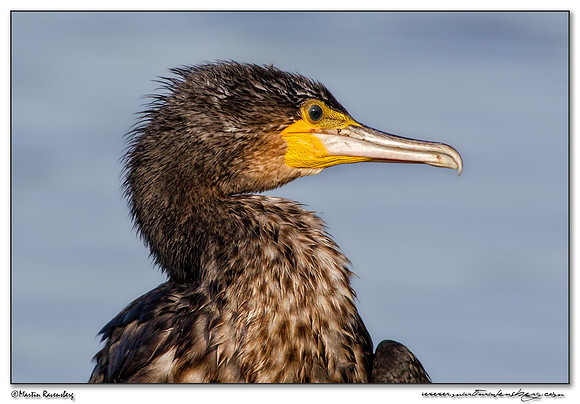 Great Cormorant (Aalscholver) at the Oostvaardersplassen - Lepelaarhut