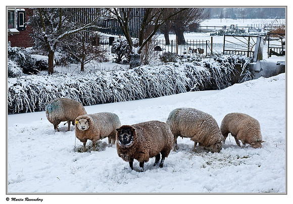 Swifter sheep near Hazerswoude