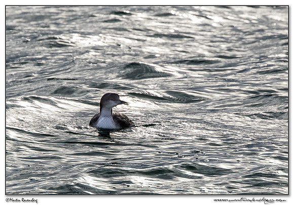 Black-throated Loon (Parelduiker) near the Plompe Toren near Koudekerke at Schouwen-Duiveland