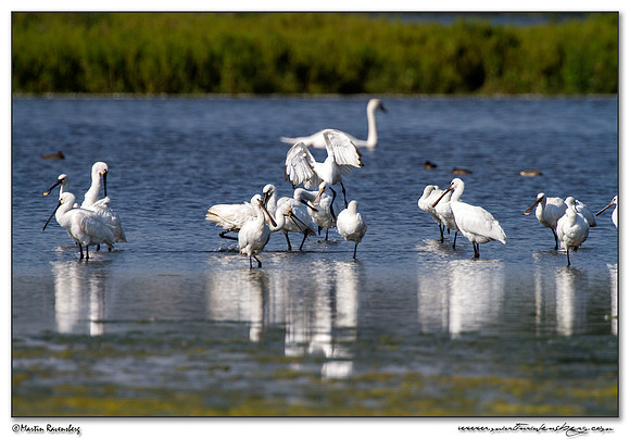 Eurasian Spoonbill or Common Spoonbill (Lepelaar) at the Starrevaart lake near Stompwijk