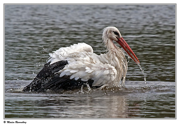 White Stork (Ooievaar) near Hazerswoude, Spookverlaat - Amaila Hut