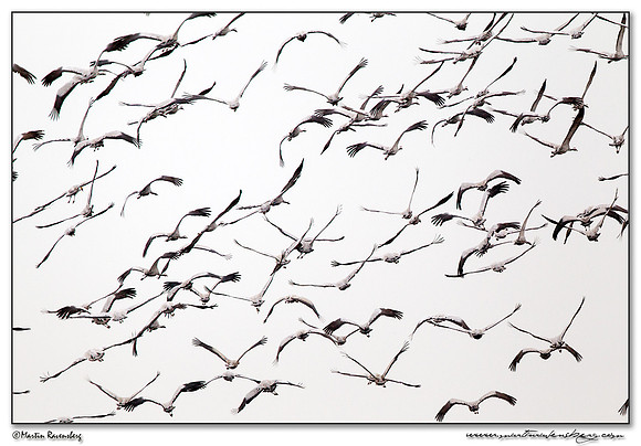 Common Crane (Kraanvogel) at Rhedener Geestmoor and Neustädter Moor near Diepholz in Germany