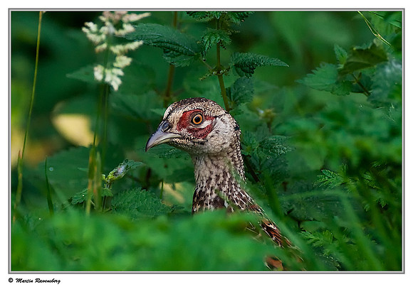 Common Pheasant ♀ (Fazant) at the Starrevaart lake near Stompwijk