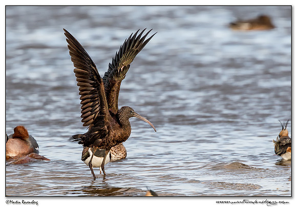 Glossy Ibis (Zwarte Ibis) at the Starrevaart lake near Stompwijk