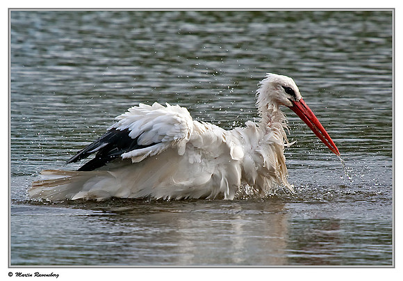 White Stork (Ooievaar) near Hazerswoude, Spookverlaat - Amaila Hut