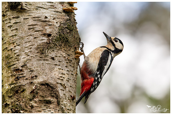 Great Spotted Woodpecker (Grote Bonte Specht) at the Fotohut Gooi owned by the Goois Natuurreservaat