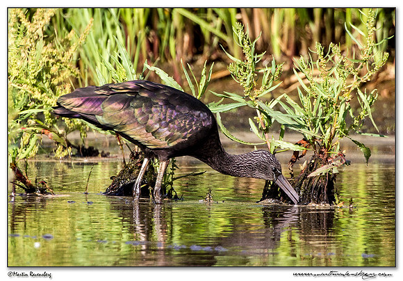 Glossy Ibis (Zwarte Ibis) at the Groene Jonker nature area near Noorden