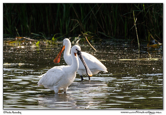 Eurasian Spoonbill or Common Spoonbill (Lepelaar) at the Starrevaart lake near Stompwijk