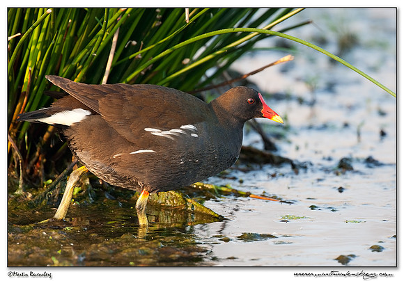 Common Moorhen (Waterhoen) at the Groene Jonker nature area near Nieuwkoop