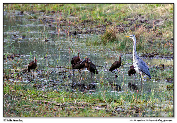 Glossy Ibis (Zwarte Ibis) & Grey Heron (Blauwe Reiger) at the Oostvaardersplassen - Lepelaarhut