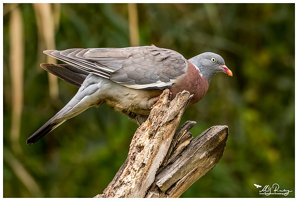 Common Wood Pigeon (Houtduif) at a photo hut in Alblasserwaard