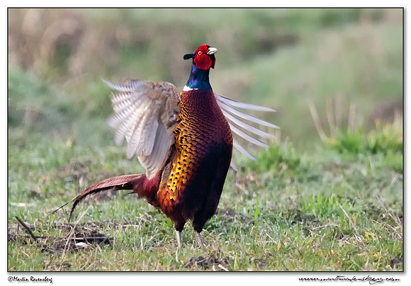 Common Pheasant (Fazant) at the National Landscape Arkemheem-Eemland
