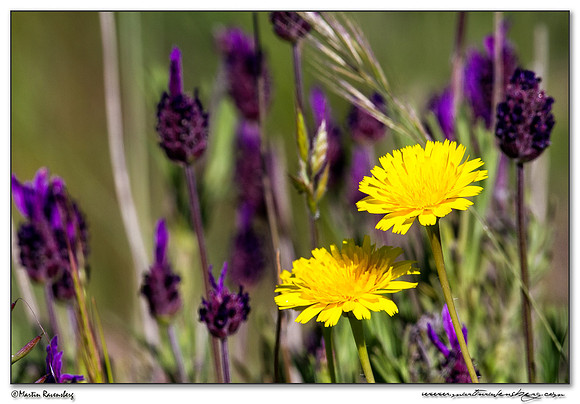 Smooth Hawksbeard / Klein Streepzaad (Crepis capillaris) in the northern part of Extremadura in the area near Trujillo.