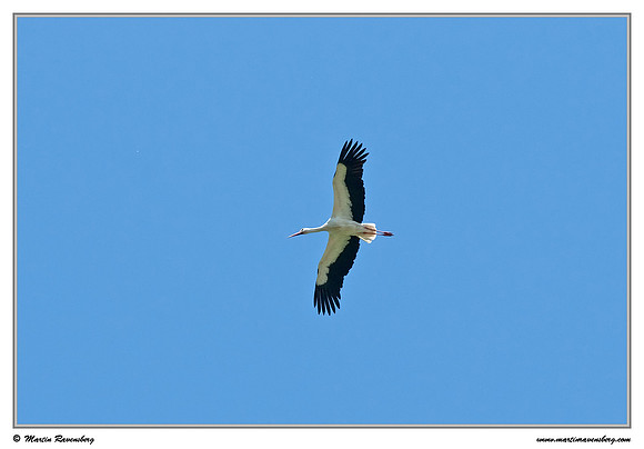 White Stork (Ooievaar) at the Spijkerboorse Kade near Hazerswoude