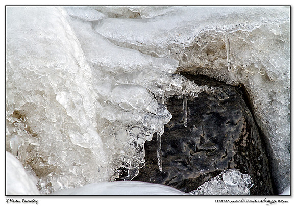 Ice sculptures at the Oostvaardersplassen -  Flevoland