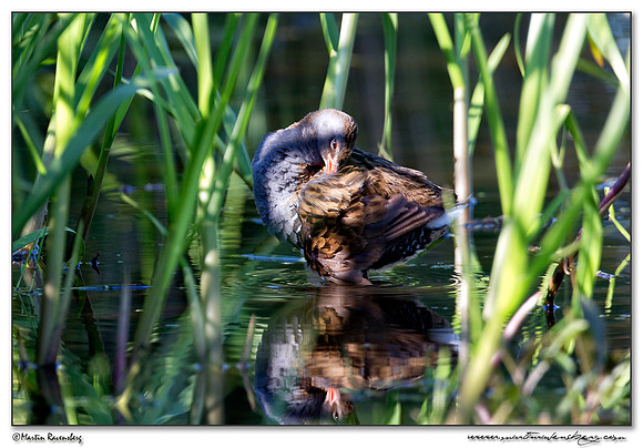 Water Rail (Waterral) at the Groene Jonker nature area near Nieuwkoop
