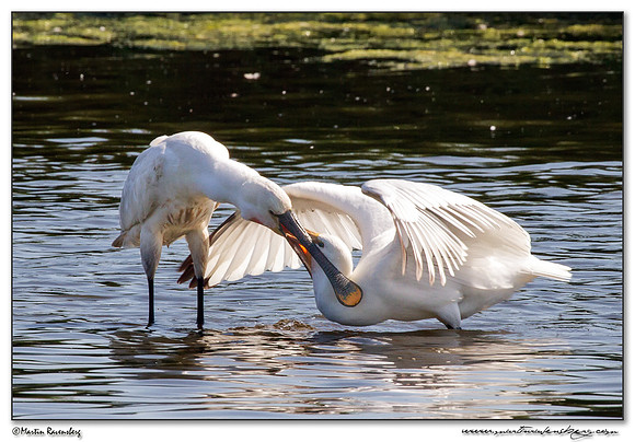 Eurasian Spoonbill or Common Spoonbill (Lepelaar) at the Starrevaart lake near Stompwijk