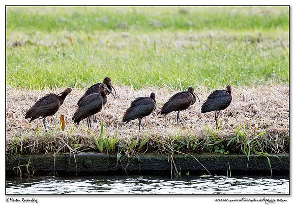 Glossy Ibis (Zwarte Ibis) at the Oostvaardersplassen - Lepelaarhut