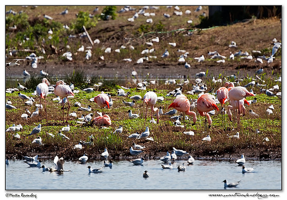 Chilean Flamingo (Chileense Flamingo) and Greater Flamingo (Europese Flamingo) at the Zwillbrocker Venn in Germany