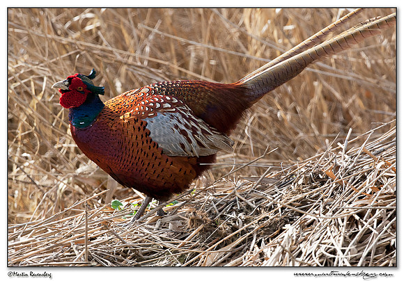 Common Pheasant (Fazant) at the National Landscape Arkemheem-Eemland