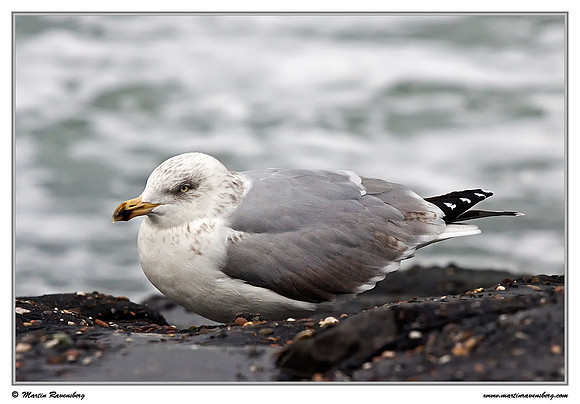 (Juvenile) Herring Gull (Zilvermeeuw) at the seaside on the Brouwensdam