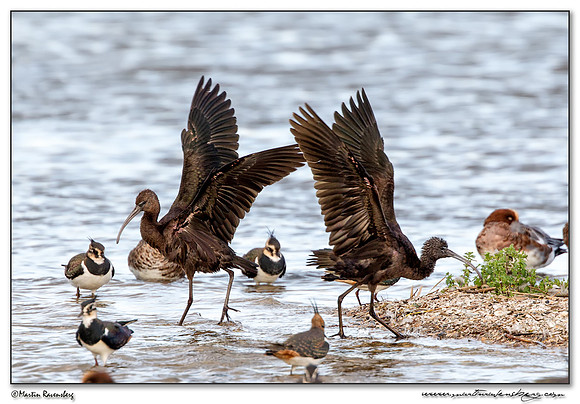 Glossy Ibis (Zwarte Ibis) at the Starrevaart lake near Stompwijk