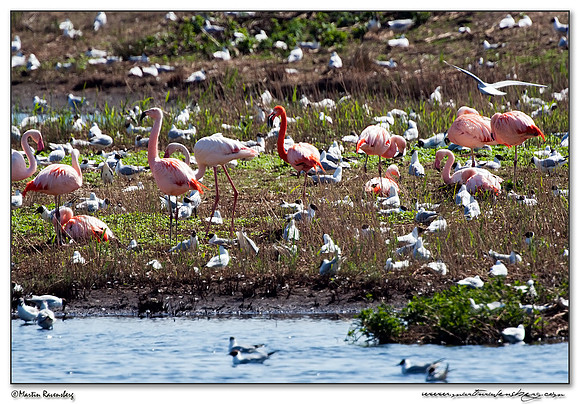 Chilean Flamingo (Chileense Flamingo) - Greater Flamingo (Europese Flamingo) and one American Flamingo (Caraïbische Flamingo) at the Zwillbrocker Venn in Germany