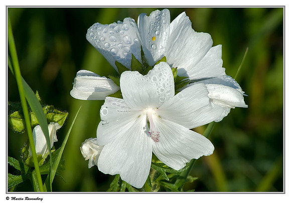 Musk-Mallow / Muskuskaasjeskruid (Malva moschata var. alba) near Hazerswoude, Spookverlaat - Amalia Hut